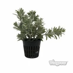 Viagrow 3 in. Black Round Cup with Slotted Black Plastic Mesh Net Pot (50-Pack) -VAN ZYVERDEN shop black viagrow net pots v3net 50 77 1000