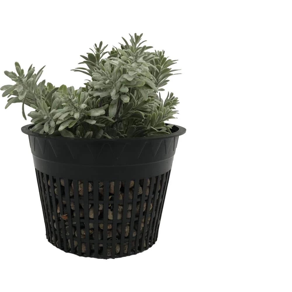 Viagrow 6 in. Black Round Cup with Slotted Black Plastic Mesh Net Pot (25-pack) 3 Viagrow 6 in. Black Round Cup with Slotted Black Plastic Mesh Net Pot (25-pack)