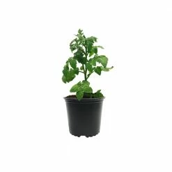 Viagrow 1 Gal. Black Plastic Nursery Pots (24-Pack) -VAN ZYVERDEN shop black viagrow net pots vhpp100 24 1d 1000