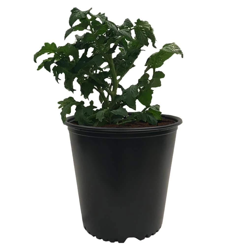 Viagrow 5 Gal. Plastic Nursery Trade Pots with Saucers (4.02 Gal./15.19 L) (10-Pack) 5 Viagrow 5 Gal. Plastic Nursery Trade Pots with Saucers (4.02 Gal./15.19 L) (10-Pack) - Image 3