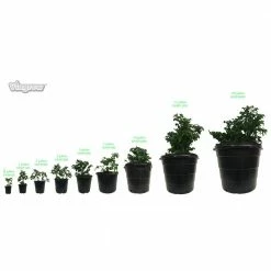 Viagrow 5 Gal. Plastic Nursery Trade Pots - 4.02 Gal / 15.19 l (5-Pack) -VAN ZYVERDEN shop black viagrow net pots vhpp500 5 77 1000