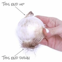 VAN ZYVERDEN Allium Bulbs Giant Gladiator (Set of 6) 12 VAN ZYVERDEN Allium Bulbs Giant Gladiator (Set of 6) -VAN ZYVERDEN shop van zyverden flower bulbs 21401 1f 1000