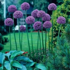 VAN ZYVERDEN Allium Bulbs Giant Gladiator (Set of 6)