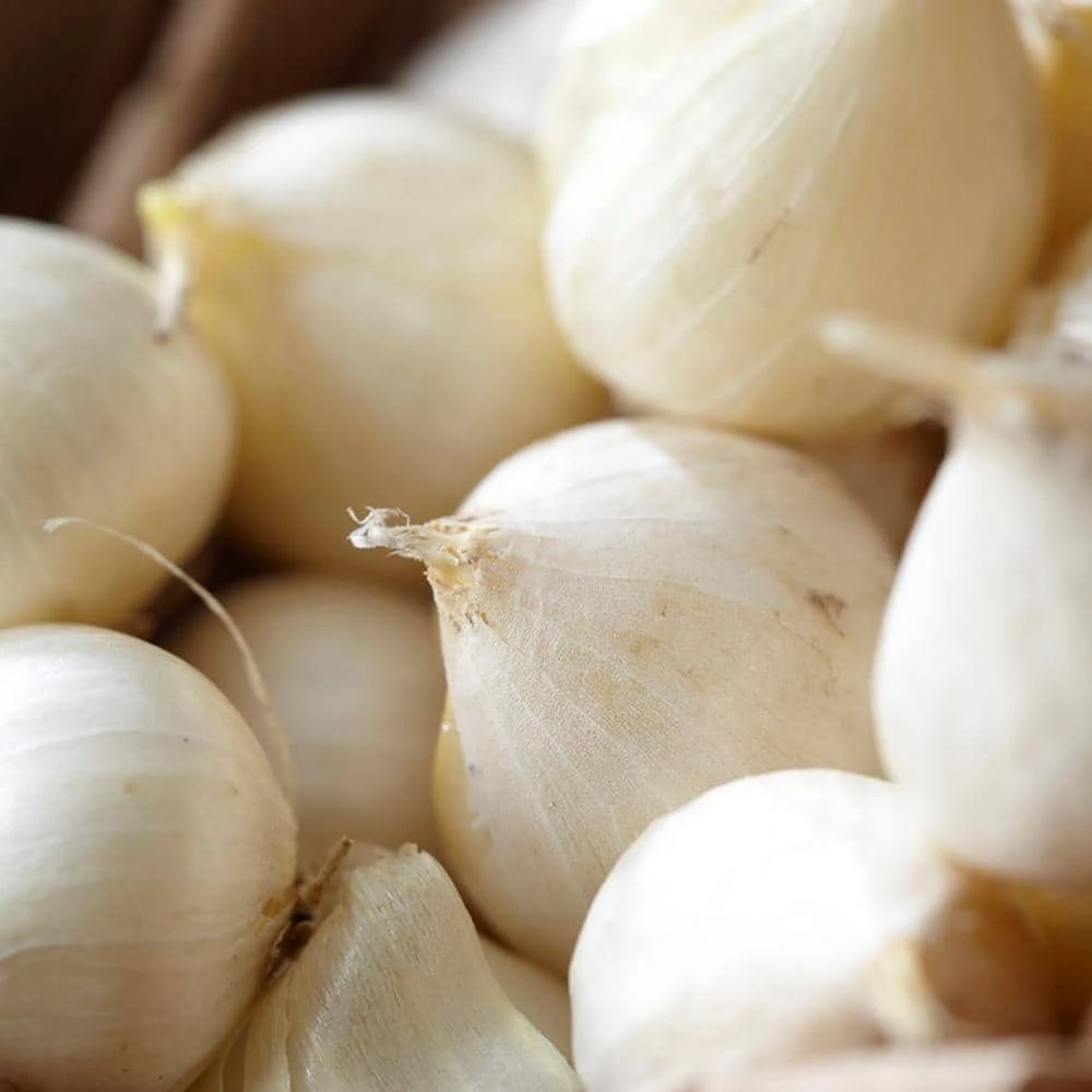 VAN ZYVERDEN Allium Bulbs Giant Gladiator (Set of 6) 4 VAN ZYVERDEN Allium Bulbs Giant Gladiator (Set of 6) - Image 2