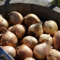 VAN ZYVERDEN Allium Bulbs Azureum Blue Globe Onions (Set of 25) -VAN ZYVERDEN shop van zyverden flower bulbs 21402 4f 1000