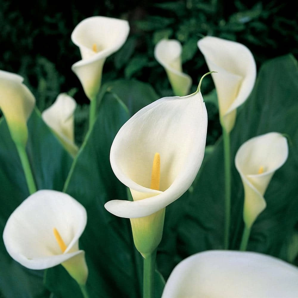 VAN ZYVERDEN Calla Bulbs aethiopica (Set of 5) 3 VAN ZYVERDEN Calla Bulbs aethiopica (Set of 5)