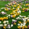 VAN ZYVERDEN Crocus Bulbs Large Flowering Blend (Set of 100) -VAN ZYVERDEN shop van zyverden flower bulbs 21431 64 1000