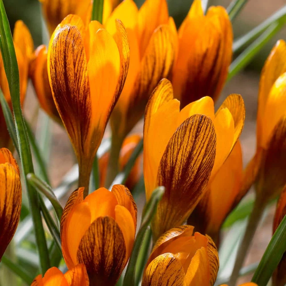 VAN ZYVERDEN Crocus Bulbs Orange Monarch (Set of 25) 3 VAN ZYVERDEN Crocus Bulbs Orange Monarch (Set of 25)