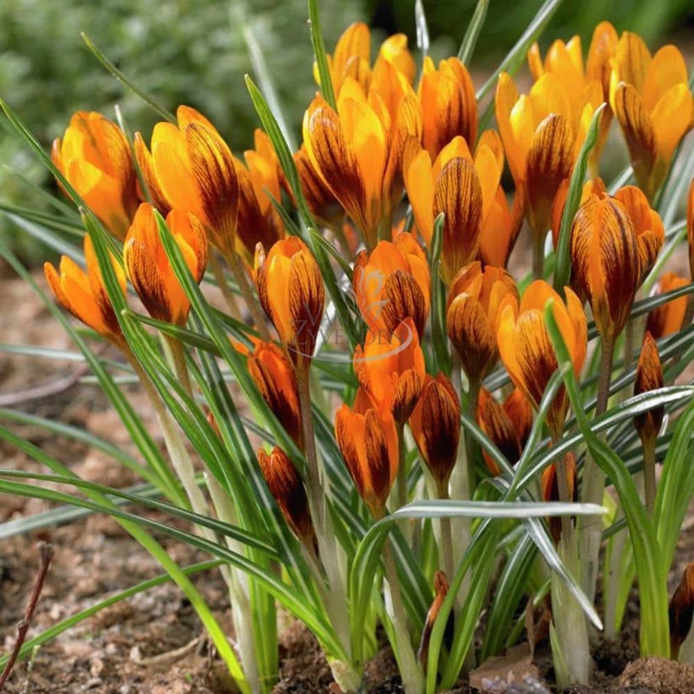 VAN ZYVERDEN Crocus Bulbs Orange Monarch (Set of 25) 4 VAN ZYVERDEN Crocus Bulbs Orange Monarch (Set of 25) - Image 2
