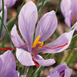 VAN ZYVERDEN Crocus Bulbs Saffron Crocus (Set of 15)