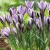 VAN ZYVERDEN Crocus Bulbs Spring Beauty (Set of 25) 2 VAN ZYVERDEN Crocus Bulbs Spring Beauty (Set of 25) -VAN ZYVERDEN shop van zyverden flower bulbs 21434 64 1000