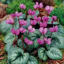 VAN ZYVERDEN Cyclamen Bulbs coum (Set of 5)