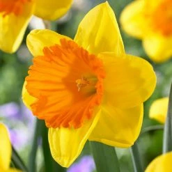 VAN ZYVERDEN Daffodils Bulbs Akita (Set of 12)
