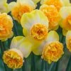VAN ZYVERDEN Daffodils Bulbs Art Perfume (Set of 8) 1 VAN ZYVERDEN Daffodils Bulbs Art Perfume (Set of 8) -VAN ZYVERDEN shop van zyverden flower bulbs 21443 64 1000