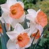 VAN ZYVERDEN Daffodils Bulbs Chromacolor (Set of 12) 1 VAN ZYVERDEN Daffodils Bulbs Chromacolor (Set of 12) -VAN ZYVERDEN shop van zyverden flower bulbs 21444 64 1000