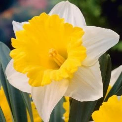 VAN ZYVERDEN Daffodils Bulbs Goblet (Set of 12)