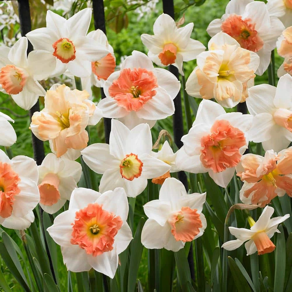 VAN ZYVERDEN Daffodils Bulbs Pink Mixture (Set of 15) 3 VAN ZYVERDEN Daffodils Bulbs Pink Mixture (Set of 15)