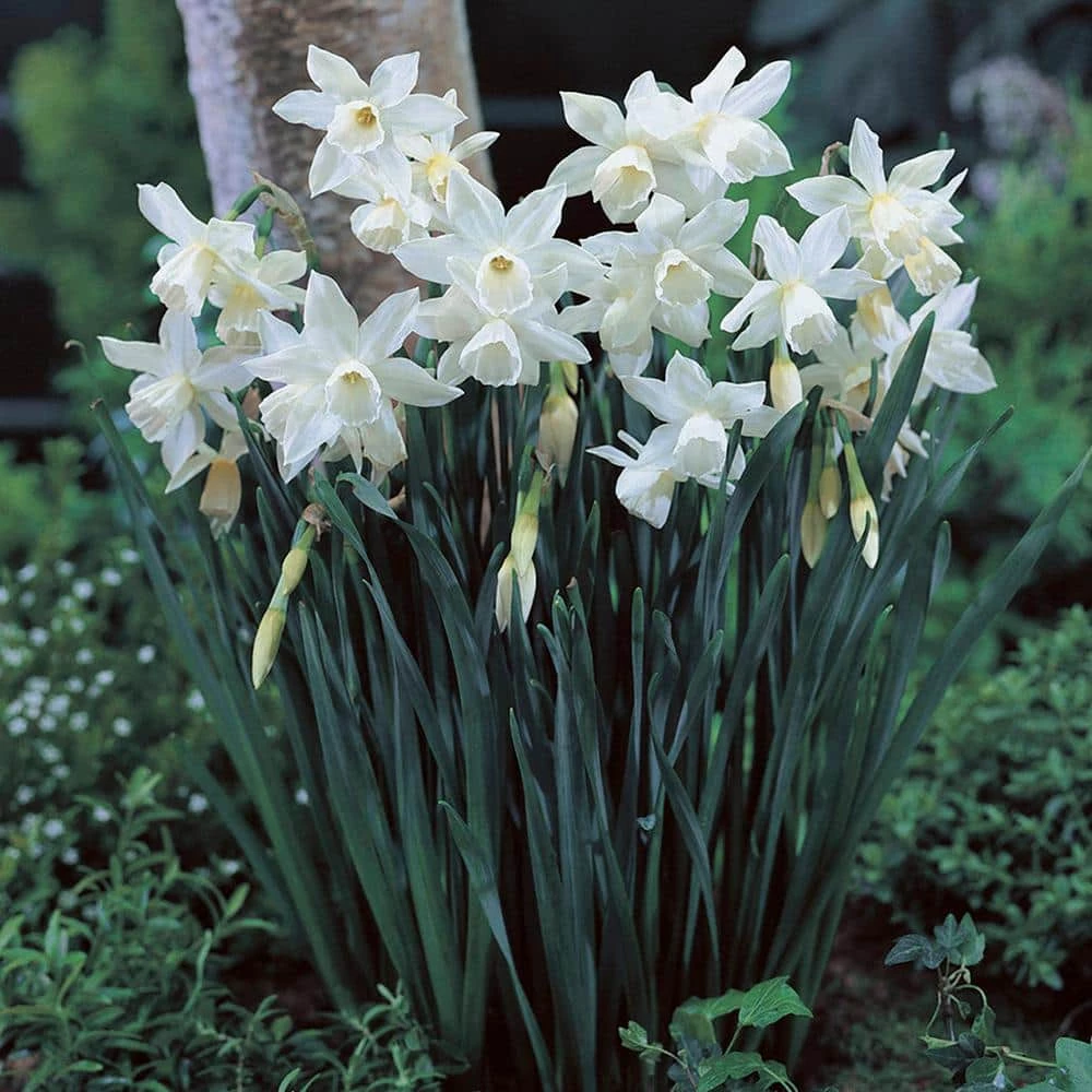 VAN ZYVERDEN Daffodils Bulbs Thalia (Set of 12) 3 VAN ZYVERDEN Daffodils Bulbs Thalia (Set of 12)