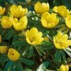 VAN ZYVERDEN Eranthis Bulbs Winter Aconite (Set of 50) -VAN ZYVERDEN shop van zyverden flower bulbs 21479 64 1000