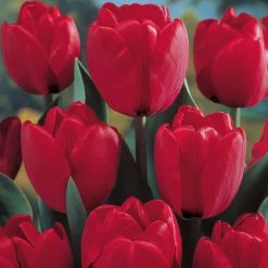 VAN ZYVERDEN Spring Time Favorites Bulbs Bulb Collection (Set of 75)