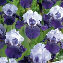 VAN ZYVERDEN Bearded Iris Bulbs Best Bet (Set of 3 Roots)