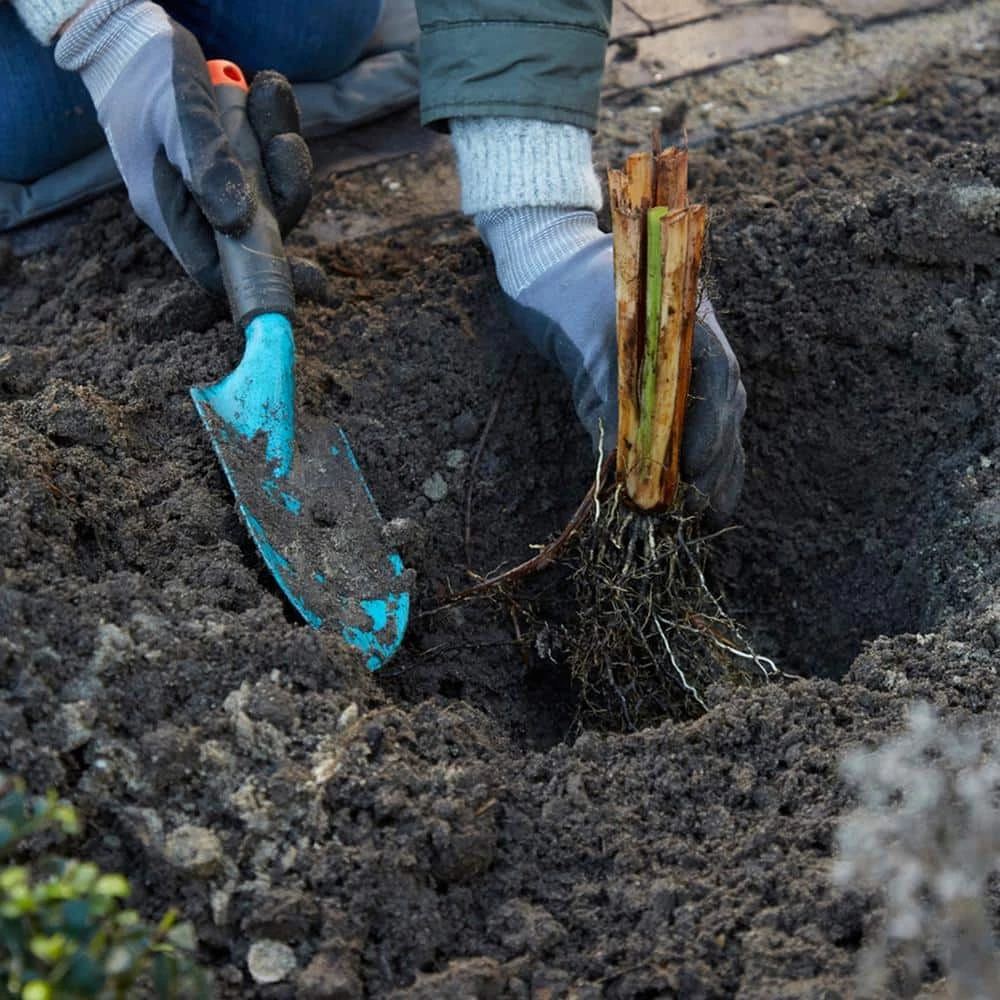 VAN ZYVERDEN Bearded Iris Bulbs Best Bet (Set of 3 Roots) 8 VAN ZYVERDEN Bearded Iris Bulbs Best Bet (Set of 3 Roots) - Image 6