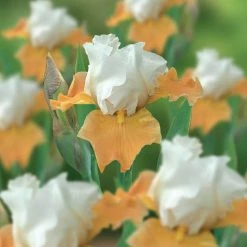VAN ZYVERDEN Bearded Iris Bulbs Champagne Elegance (Set of 3 Roots)