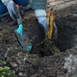 VAN ZYVERDEN Bearded Iris Bulbs City Lights (Set of 3 Roots) -VAN ZYVERDEN shop van zyverden flower bulbs 21502 fa 1000