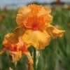 VAN ZYVERDEN Bearded Iris Bulbs Firebreather (Set of 3 Roots) -VAN ZYVERDEN shop van zyverden flower bulbs 21503 64 1000