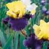 VAN ZYVERDEN Bearded Iris Bulbs Jurassic Park (Set of 3 Roots)