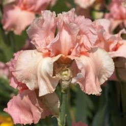 VAN ZYVERDEN Bearded Iris Bulbs Pink Attraction (Set of 3 Roots)