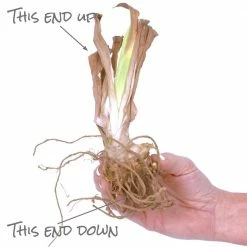 VAN ZYVERDEN Bearded Iris Bulbs Superstition (Set of 3 Roots) 12 VAN ZYVERDEN Bearded Iris Bulbs Superstition (Set of 3 Roots) -VAN ZYVERDEN shop van zyverden flower bulbs 21506 1f 1000