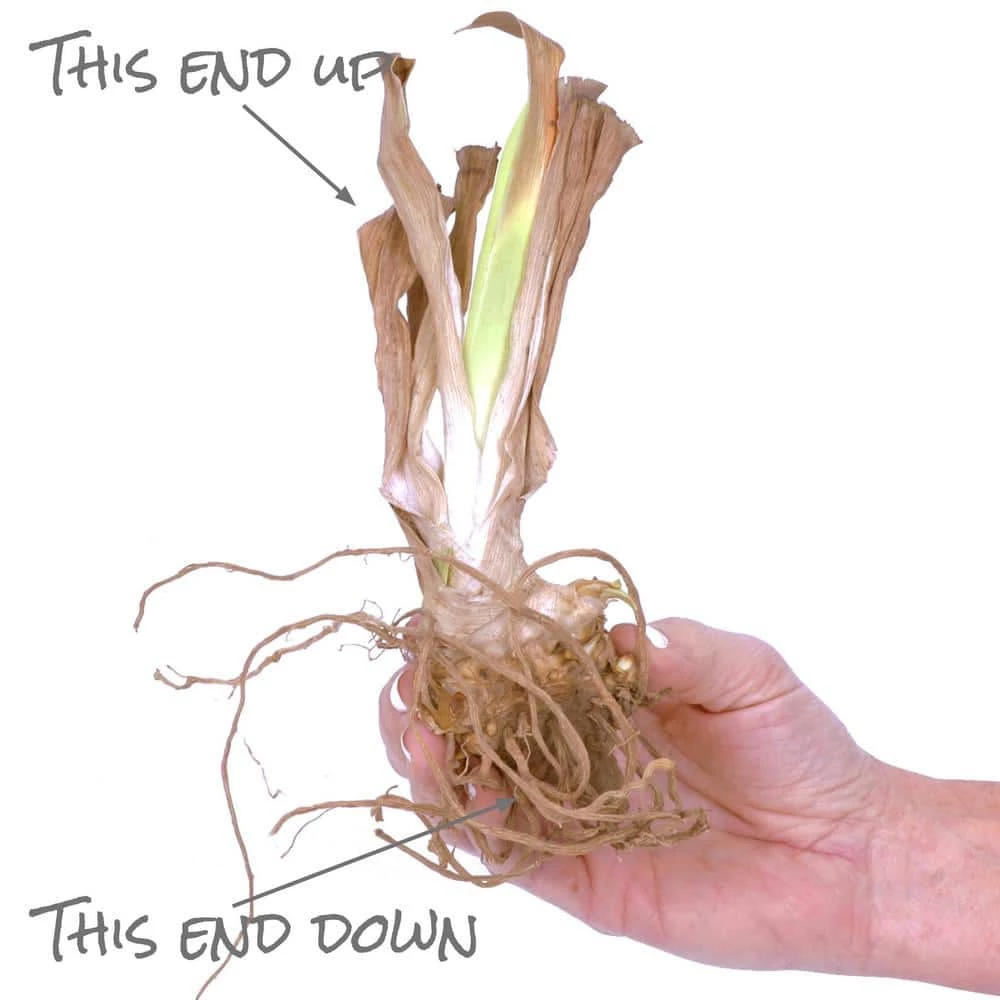 VAN ZYVERDEN Bearded Iris Bulbs Superstition (Set of 3 Roots) 6 VAN ZYVERDEN Bearded Iris Bulbs Superstition (Set of 3 Roots) - Image 4