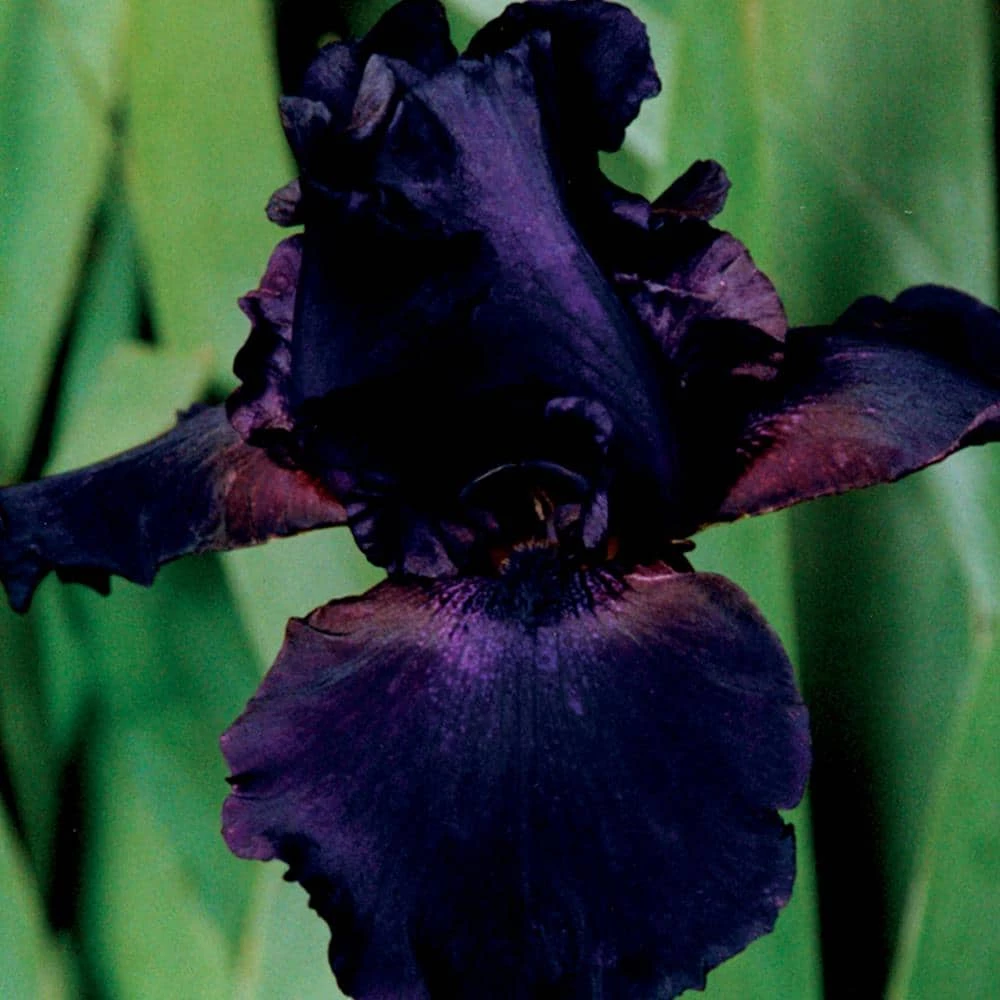 VAN ZYVERDEN Bearded Iris Bulbs Superstition (Set of 3 Roots) 3 VAN ZYVERDEN Bearded Iris Bulbs Superstition (Set of 3 Roots)