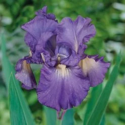 VAN ZYVERDEN Bearded Iris Bulbs Victoria Falls (Set of 3 Roots)