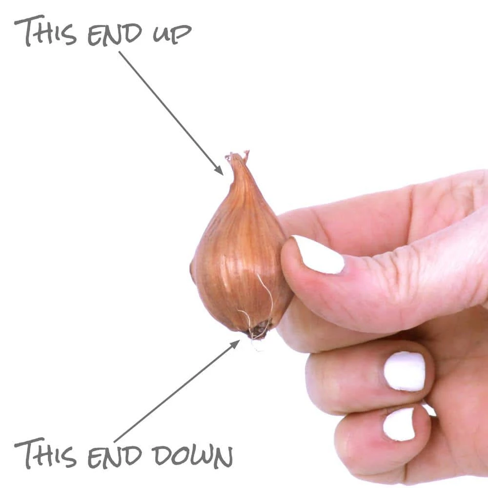 VAN ZYVERDEN Dutch Iris Bulbs Sapphire Beauty (Set of 25) 6 VAN ZYVERDEN Dutch Iris Bulbs Sapphire Beauty (Set of 25) - Image 4