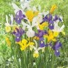 VAN ZYVERDEN Dutch Iris Mixed (Set of 25) -VAN ZYVERDEN shop van zyverden flower bulbs 21513 64 1000