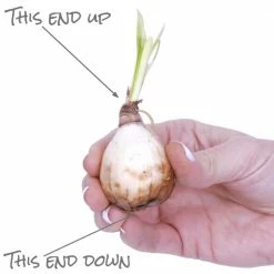 VAN ZYVERDEN Lycoris Bulbs Radiata (Set of 6) 13 VAN ZYVERDEN Lycoris Bulbs Radiata (Set of 6) -VAN ZYVERDEN shop van zyverden flower bulbs 21528 44 1000