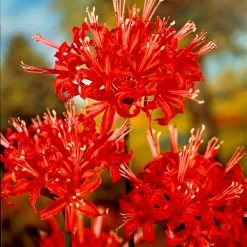 VAN ZYVERDEN Lycoris Bulbs Radiata (Set of 6)