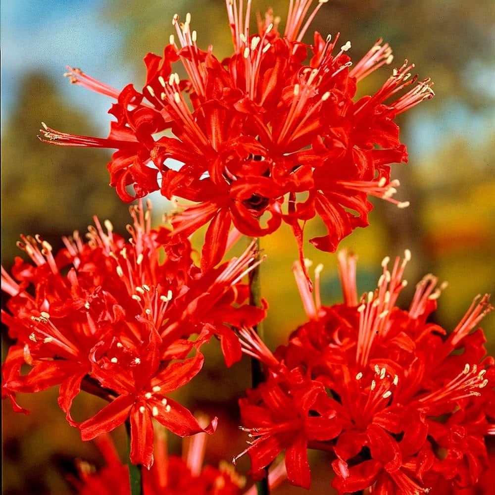 VAN ZYVERDEN Lycoris Bulbs Radiata (Set of 6) 3 VAN ZYVERDEN Lycoris Bulbs Radiata (Set of 6)