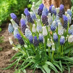 VAN ZYVERDEN Grape Hyacinth Delft Blue Blend (Set of 50)