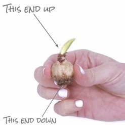 VAN ZYVERDEN Grape Hyacinths (Set of 50) -VAN ZYVERDEN shop van zyverden flower bulbs 21535 fa 1000