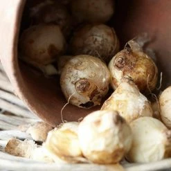 VAN ZYVERDEN Grape Hyacinths Bulbs Multi Colored Latifolum (Set of 25) -VAN ZYVERDEN shop van zyverden flower bulbs 21537 1f 1000