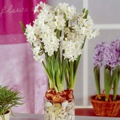 VAN ZYVERDEN Large Paperwhites (Set of 12)