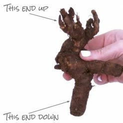 VAN ZYVERDEN Peonies Bulbs Festiva Maxima (Set of 3 Roots) 11 VAN ZYVERDEN Peonies Bulbs Festiva Maxima (Set of 3 Roots) -VAN ZYVERDEN shop van zyverden flower bulbs 21545 1f 1000