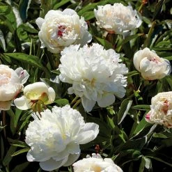 VAN ZYVERDEN Peonies Bulbs Festiva Maxima (Set of 3 Roots)