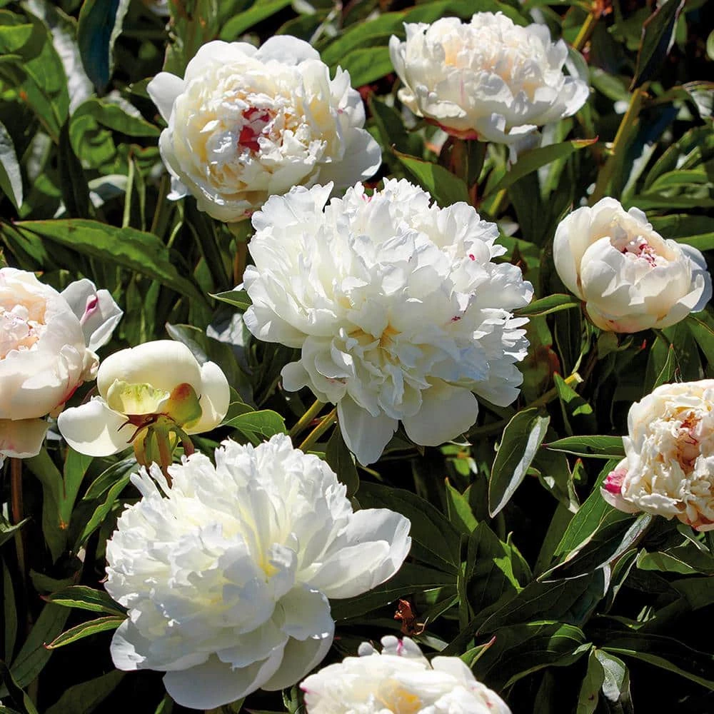 VAN ZYVERDEN Peonies Bulbs Festiva Maxima (Set of 3 Roots) 3 VAN ZYVERDEN Peonies Bulbs Festiva Maxima (Set of 3 Roots)