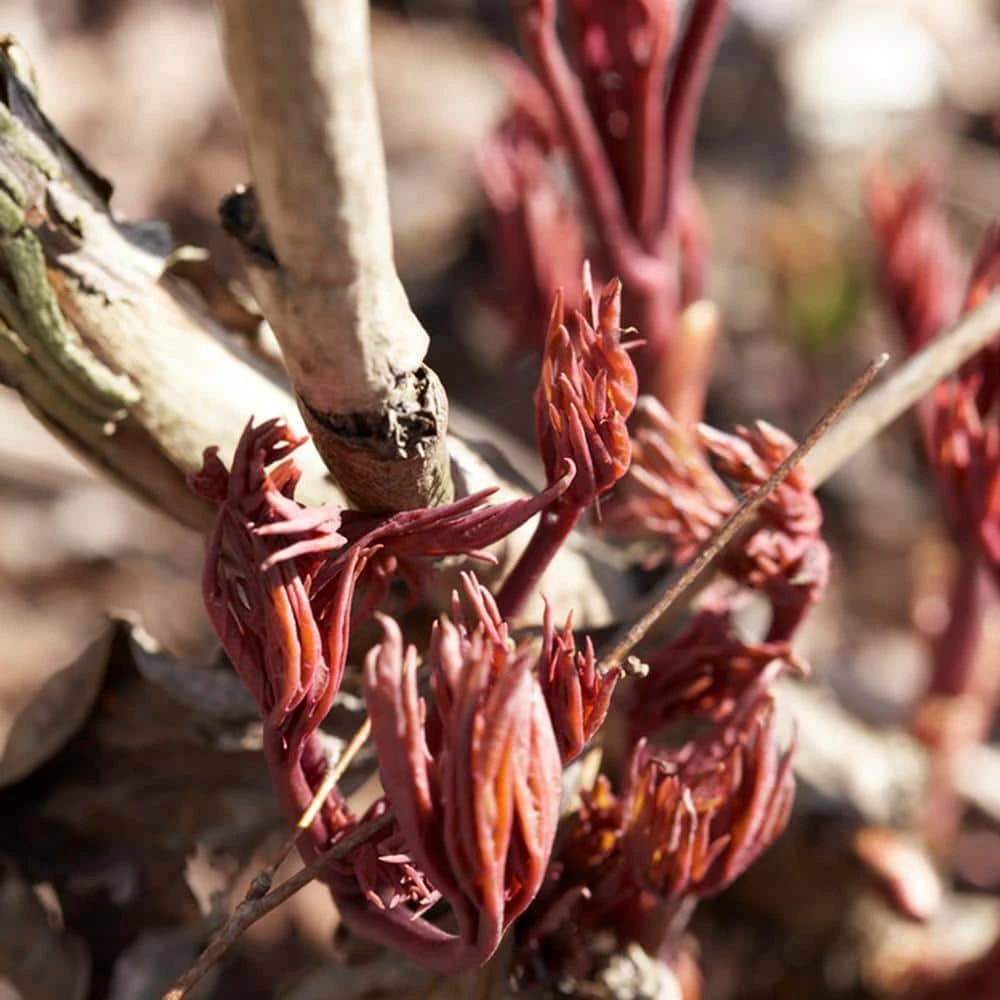 VAN ZYVERDEN Peonies Bulbs Festiva Maxima (Set of 3 Roots) 4 VAN ZYVERDEN Peonies Bulbs Festiva Maxima (Set of 3 Roots) - Image 2