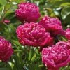 VAN ZYVERDEN Peonies Bulbs Karl Rosenfield (Set of 3 Roots) -VAN ZYVERDEN shop van zyverden flower bulbs 21547 64 1000