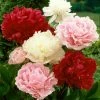 VAN ZYVERDEN Mixed Color Peonies Root (Set of 3) 2 VAN ZYVERDEN Mixed Color Peonies Root (Set of 3) -VAN ZYVERDEN shop van zyverden flower bulbs 21549 64 1000